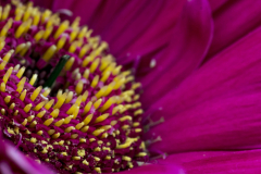 bloemen