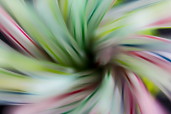 Rietjes-01